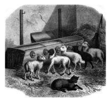 Feeding bottles for lambs, vintage engraving. photo