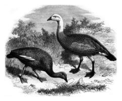 Garden of acclimatization. Goose of Magellan, vintage engraving. photo