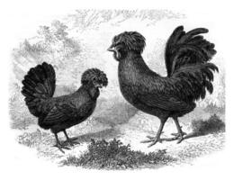 Rooster and Hen Crevecoeur, vintage engraving. photo