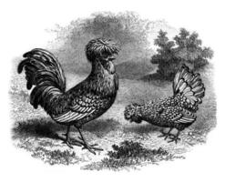 Rooster and Hen Padua silver, vintage engraving. photo