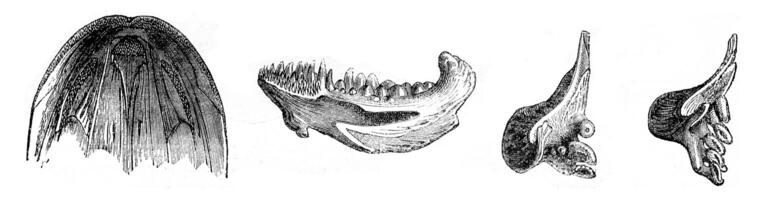 Fish teeth, vintage engraving. photo