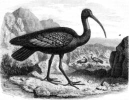 The giant ibis, discovered in 1876 on the banks of Mekong Cambodia, vintage engraving. photo