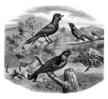 The Drongos, vintage engraving. photo