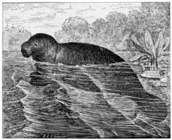 Manatee or Sea cows, vintage engraving. photo