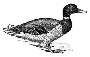 Duck, vintage engraving. photo