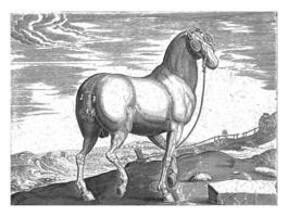 Horse from Corsica, vintage illustration. photo