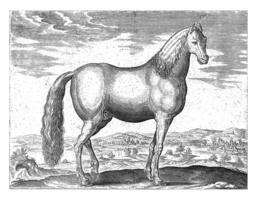 Stallion from Anatolia, vintage illustration. photo