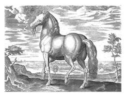 Horse from Sardinia, vintage illustration. photo