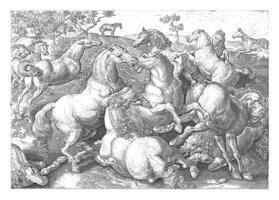 Fighting Horses, vintage illustration. photo