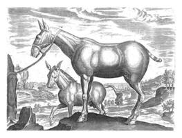 Mule and Donkey, vintage illustration. photo