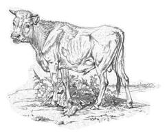 Bull, Frederik Lodewijk Huygens photo