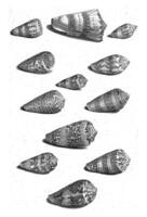 Twelve shells of various snail species, Jacob de Later, after Maria Sibylla Merian, 1705 photo