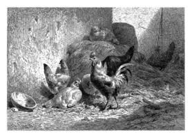Chickens and Rooster in the Straw, Charles Emile Jacque, 1864 photo