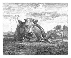 Reclining Cow, Adriaen van de Velde, 1657 photo