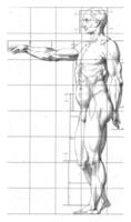 Proportion study of a man's body photo