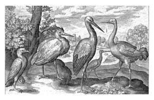 Stork, Crane, Heron and Spoonbill photo