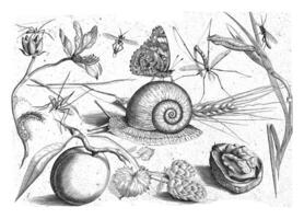 Animals, plants and fruits around a snail photo