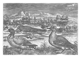 algunos aves en un paisaje, adrien collar, 1598 - 1618 foto