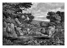 Fighting Chickens, Jan Griffier I, after Francis Barlow, 1667 - 1718 photo