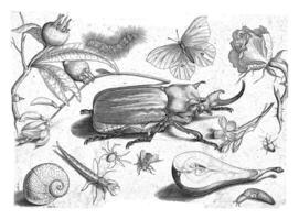 Animals, plants and fruits around an elephant beetle photo
