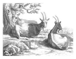 Goats, Frederick Bloemaert photo