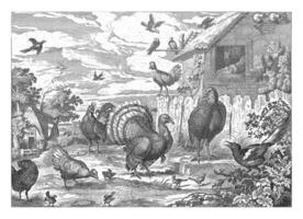 Various Poultry and a Turkey, Jan Griffier photo