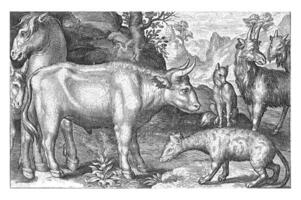 Bull and Other Cattle and Hyena photo