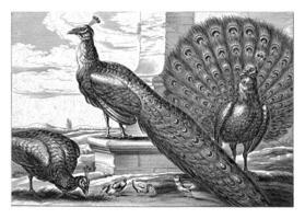 Peacocks, Pieter van Lisebetten photo