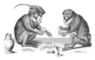 Two monkey cards, anonymous photo