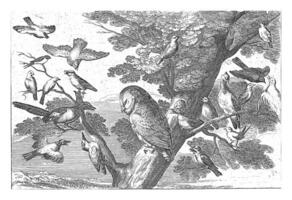 Owl and other birds in a tree photo