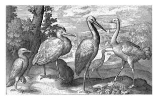 Stork, Crane, Heron and Spoonbill photo