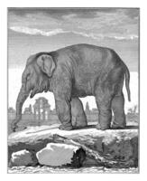 Elephant, Barent de Bakker, after De Seve, 1762 - 1804 photo