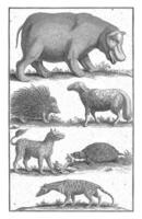 Animals in South Africa, Abraham Zeeman, 1727 photo