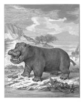 Hippopotamus, Barent de Bakker, after Anthony Andriessen, 1775 - 1804 photo