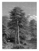 View of a forest, Willem Frederik Wehmeyer, after Jacob Cremer, 1852 photo