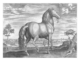 Horse from Sardinia, H. Collaert attributed to, after Jan van der Straet, c. 1578 - c. 1582 photo