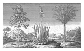 paisaje con un grupo de exótico arboles y plantas, ene caspar philips, 1731 foto