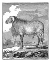 Ram, W. Tringham, after Jacques de Seve, 1773 photo