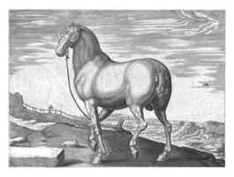 Horse from Corsica, Hendrick Goltzius possibly, after Jan van der Straet, c. 1578 - c. 1580 photo
