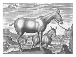 Mule and Donkey, Philips Galle attributed to workshop of, after Jan van der Straet, c. 1578 - c. 1582 photo