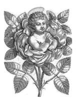 The Christ Child emerges from a rose, Wierix possibly, 1550 - 1650 photo