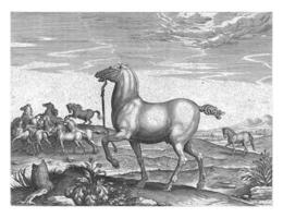 Herd of Wild Horses, Hendrick Goltzius attributed to, after Jan van der Straet, c. 1578 - c. 1582 photo