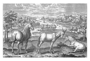 Horse and donkeys, Adriaen Collaert, 1595 - 1599 photo