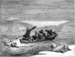Attacked by walruses, boat, vintage engraving. photo