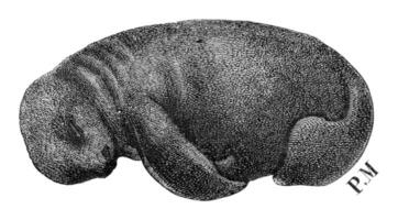 Fetus manatees, vintage engraving. photo