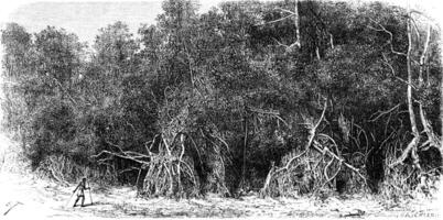 Mangroves equatorial rivers, vintage engraving. photo