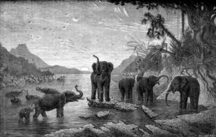 Wild elephants bathing in the river, vintage engraving. photo