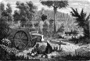 Oxcart Lao, vintage engraving. photo