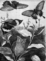 Dissimilarity female butterfly Memnon. Kallima paralekta. The even at rest, vintage engraving. photo