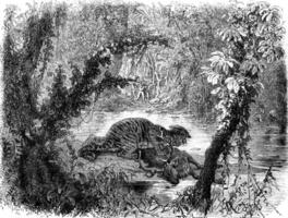 A deer chased by a tiger, vintage engraving. photo